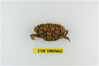 藏品(脆弱暴蟹)的圖片